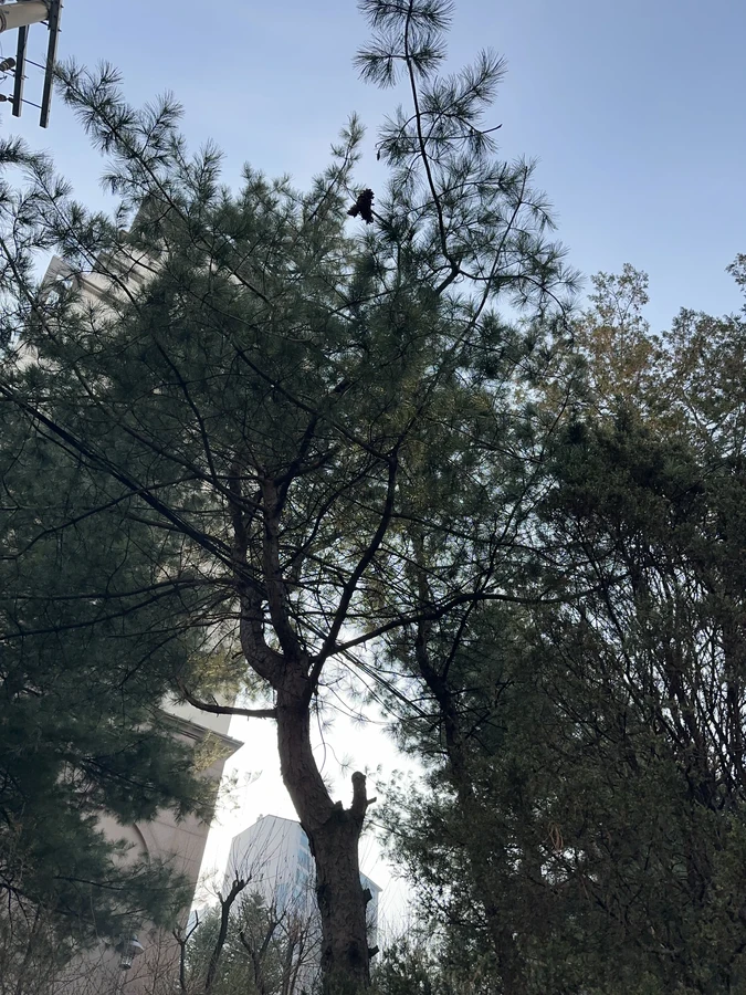 벌목,벌초