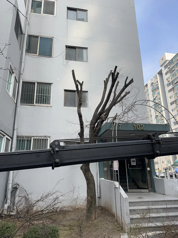 벌목,벌초