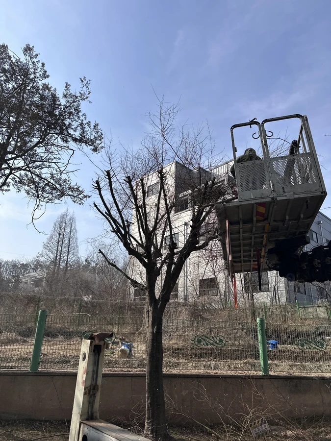 벌목,벌초