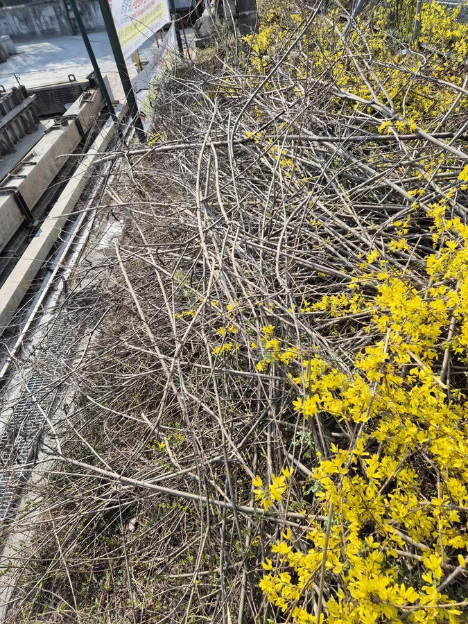 벌목,벌초