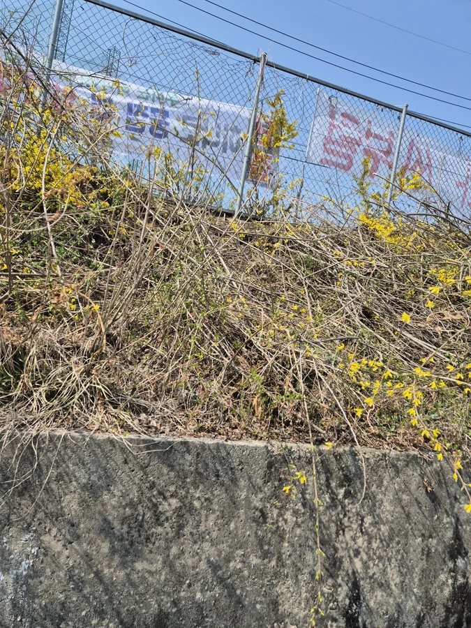 벌목,벌초