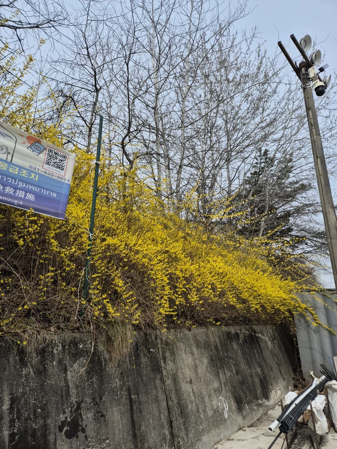 벌목,벌초