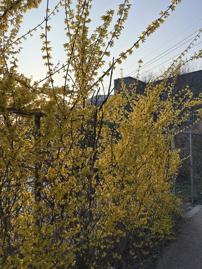 벌목,벌초