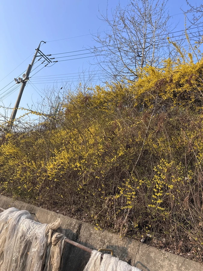 벌목,벌초