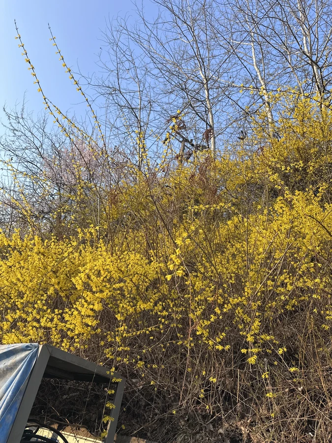 벌목,벌초