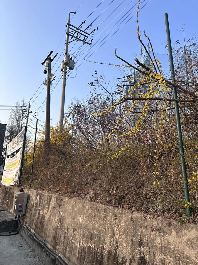 벌목,벌초