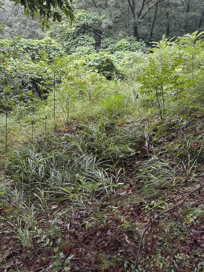 벌목,벌초