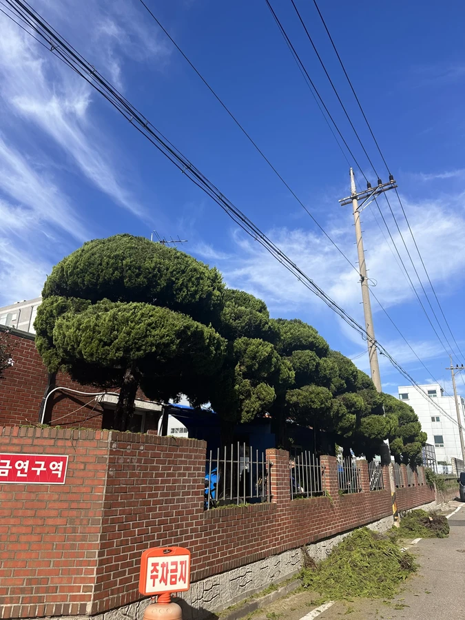 벌목,벌초