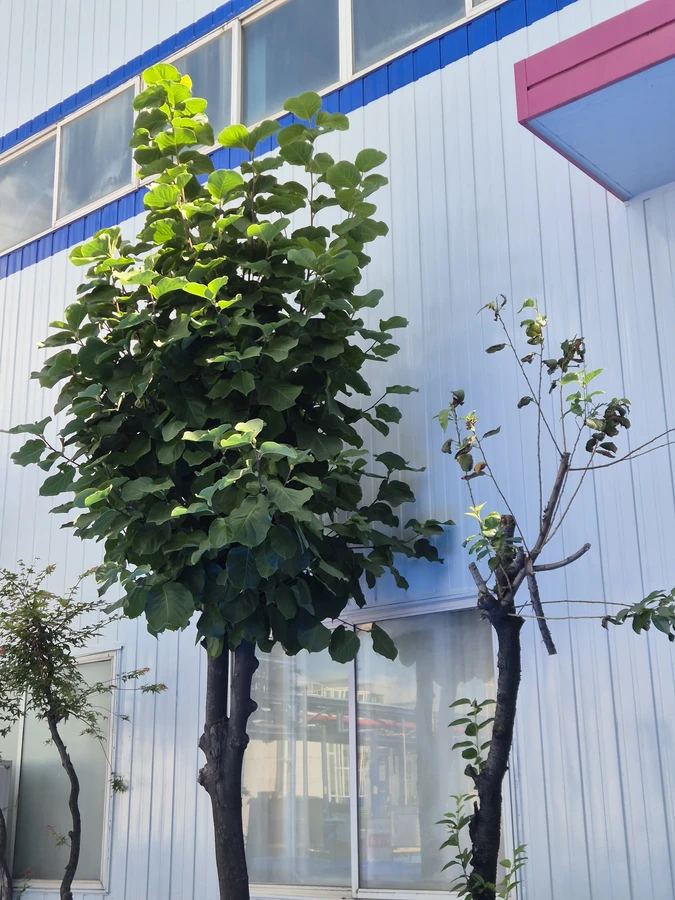 벌목,벌초