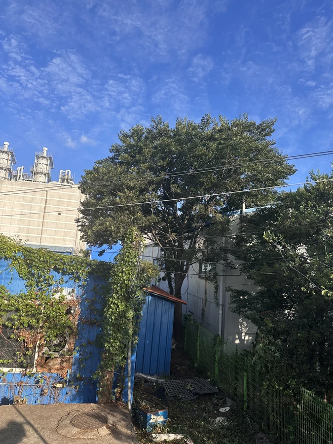 벌목,벌초