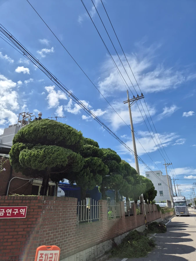 벌목,벌초