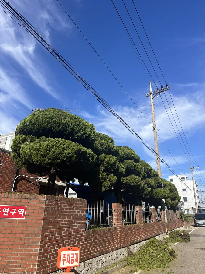 벌목,벌초
