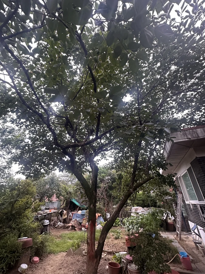 벌목,벌초