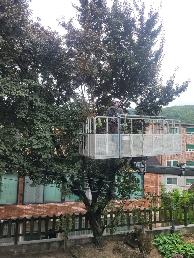 벌목