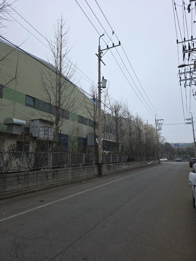 벌목