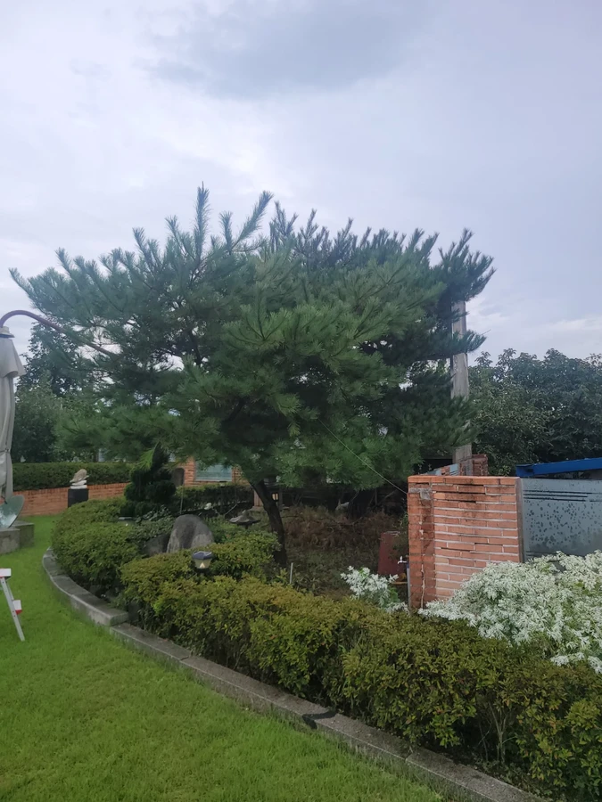 벌목