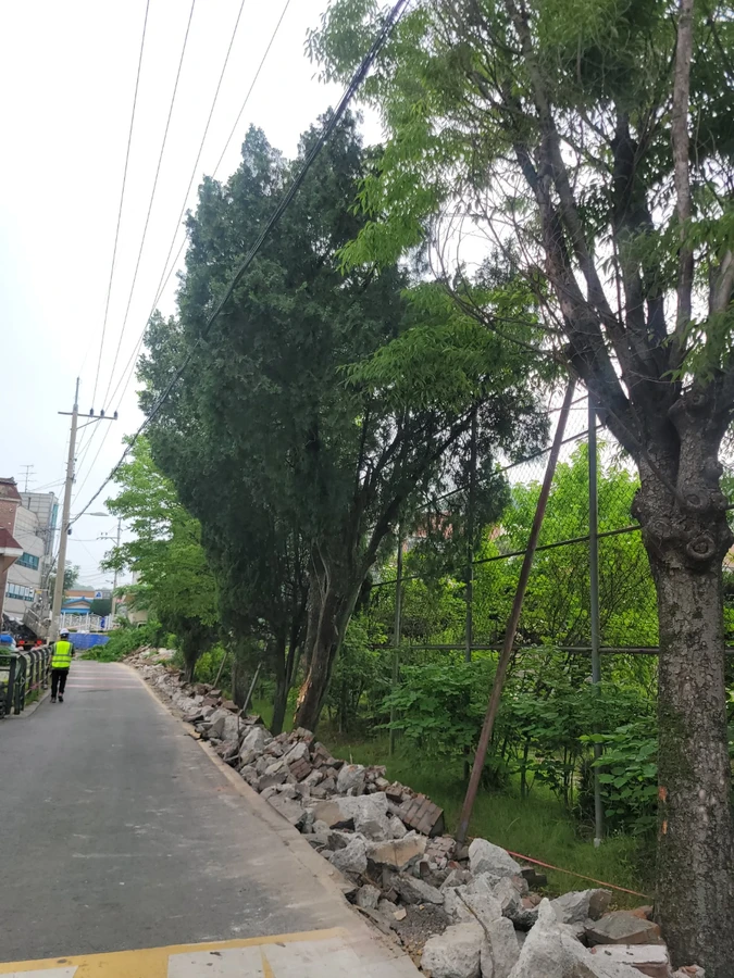 벌목