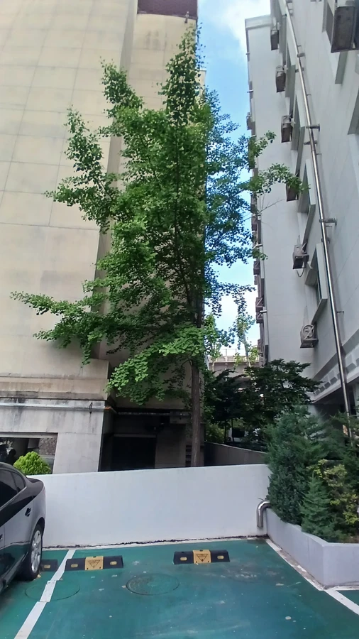 벌목