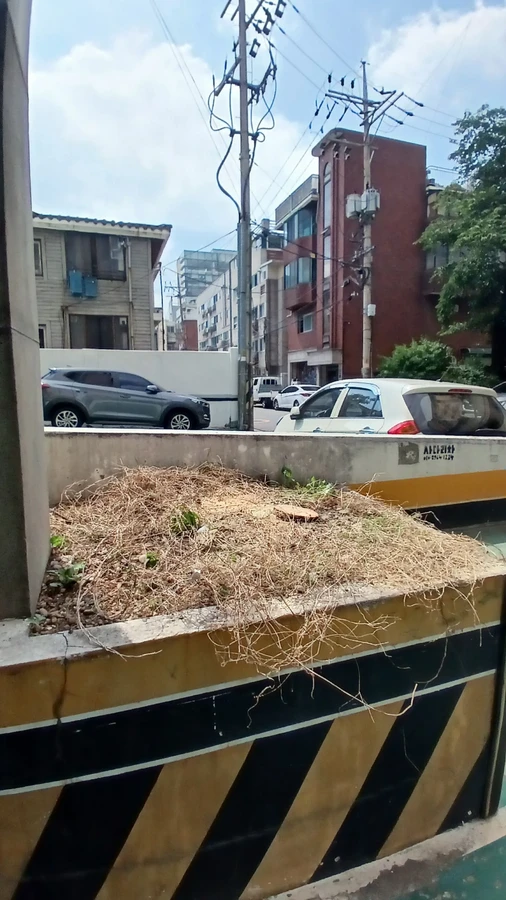 벌목