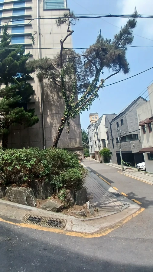 벌목