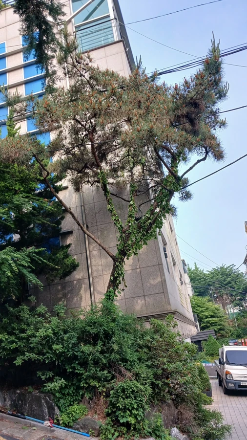 벌목
