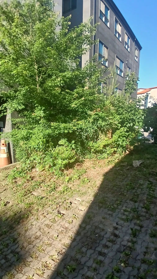 벌목