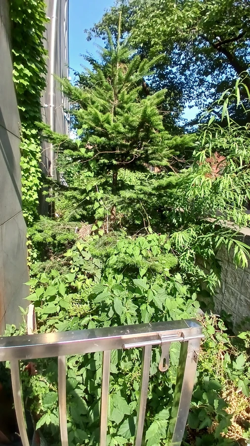 벌목