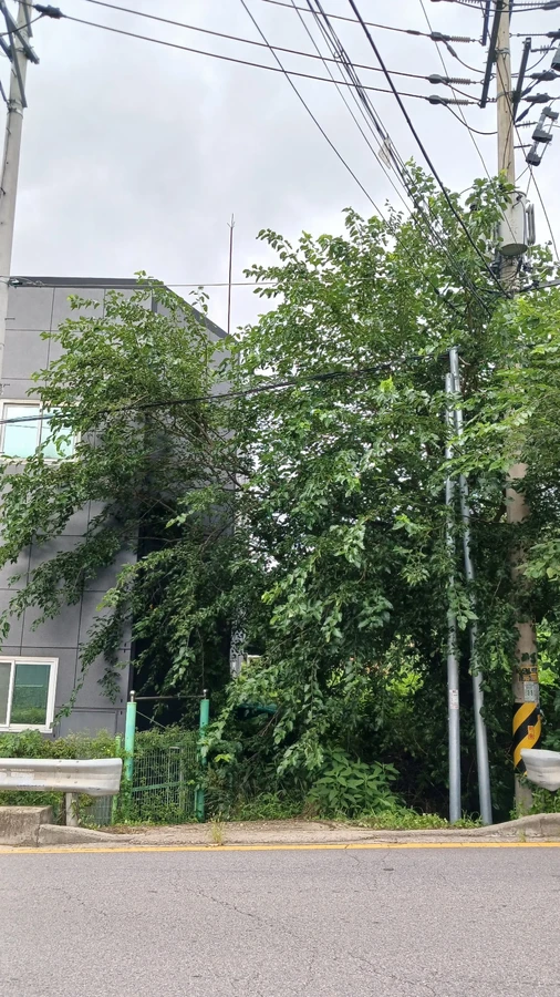벌목