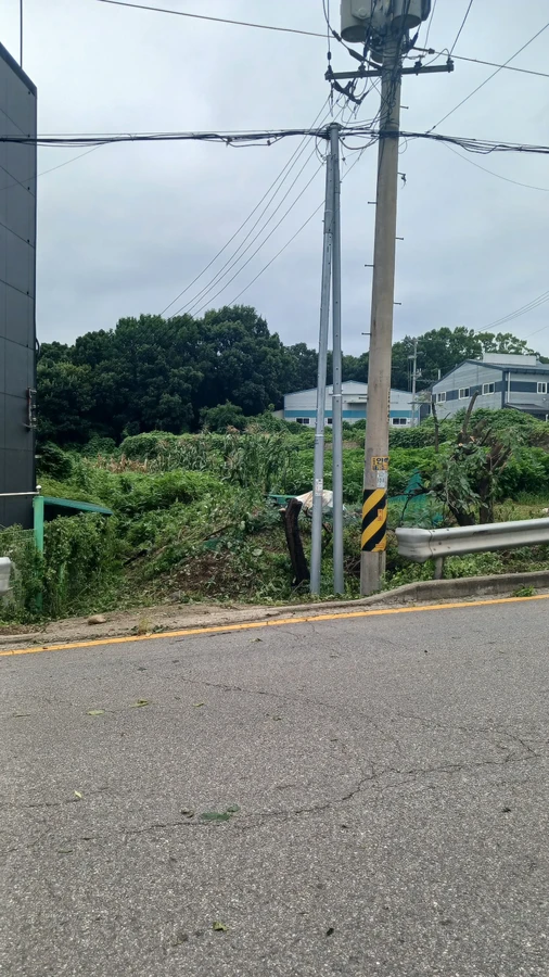 벌목