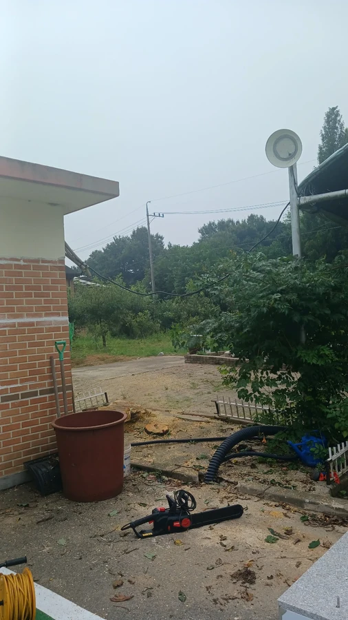 벌목