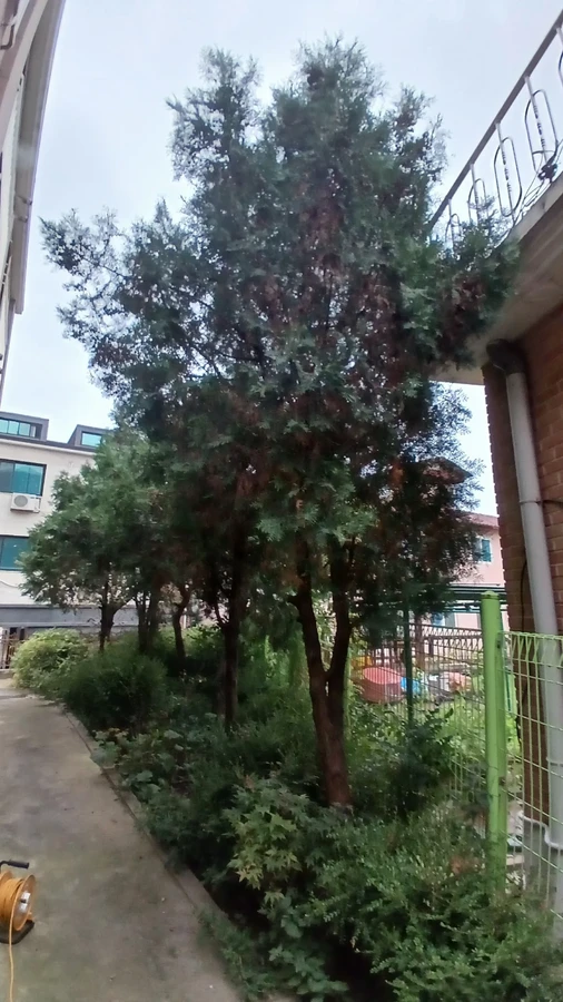 벌목