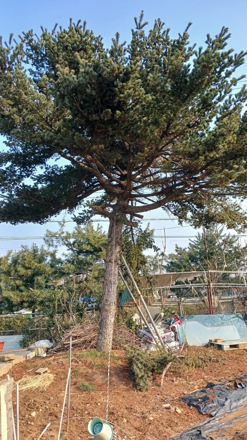 벌목