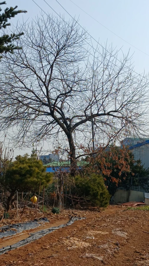 벌목