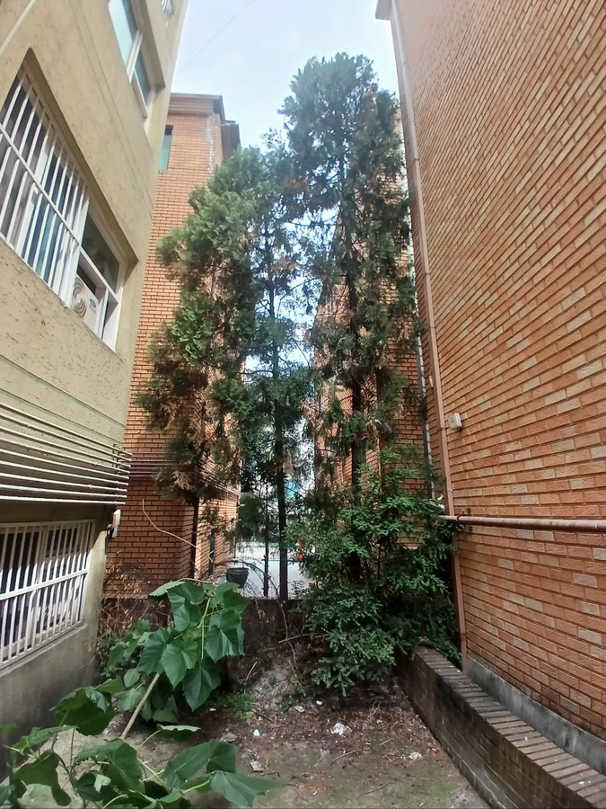 벌목