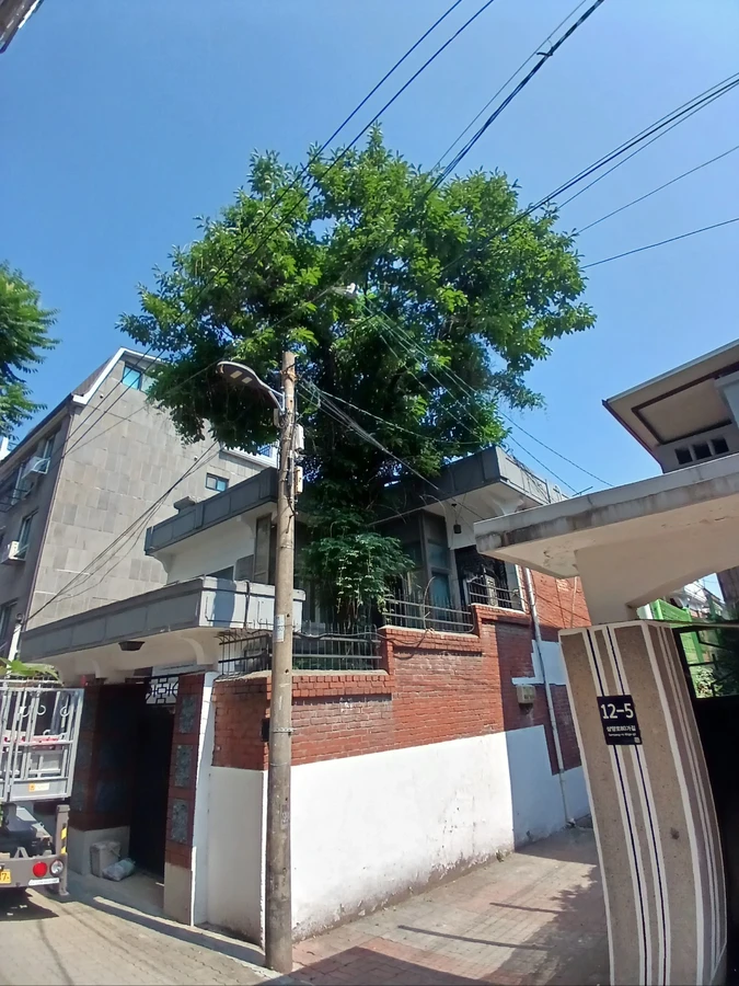 벌목
