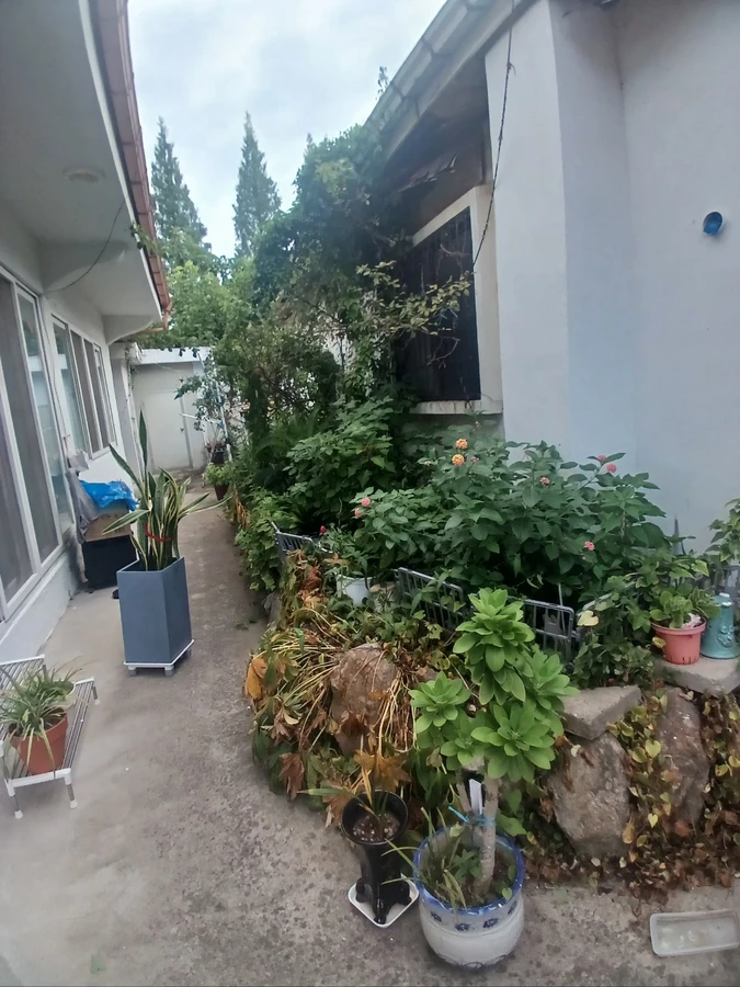 벌목
