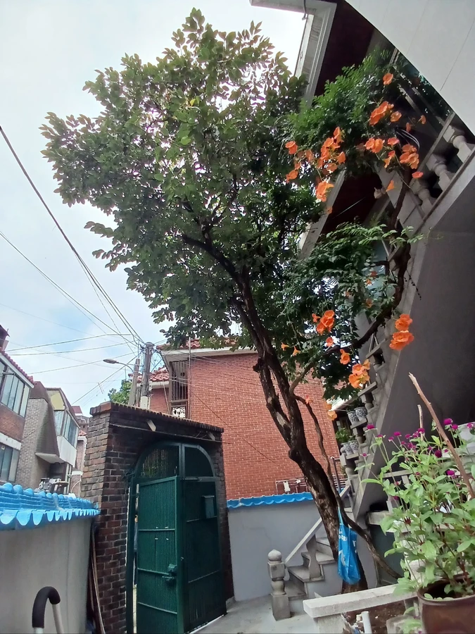 벌목