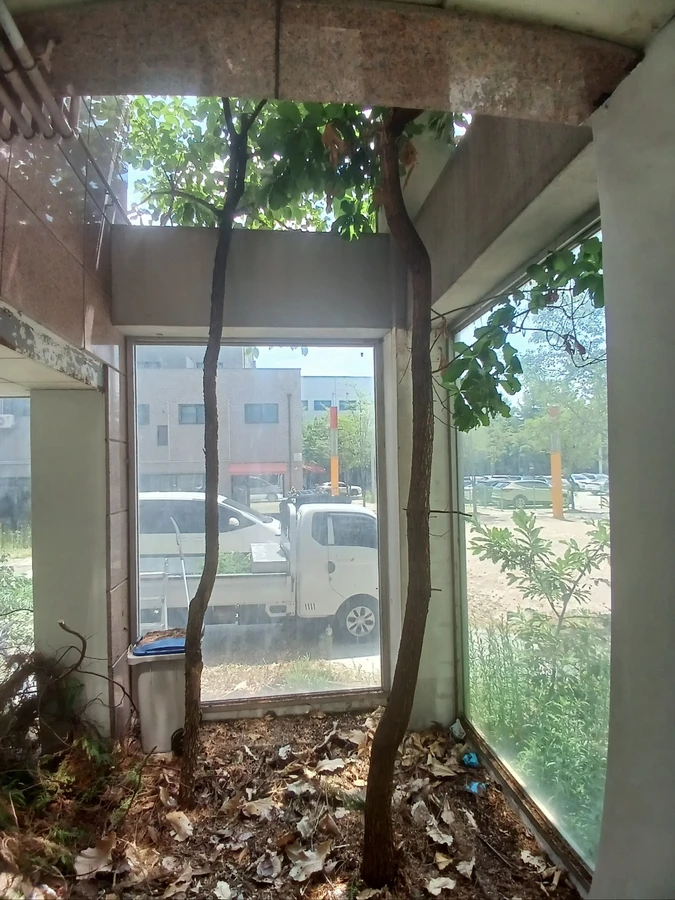 벌목