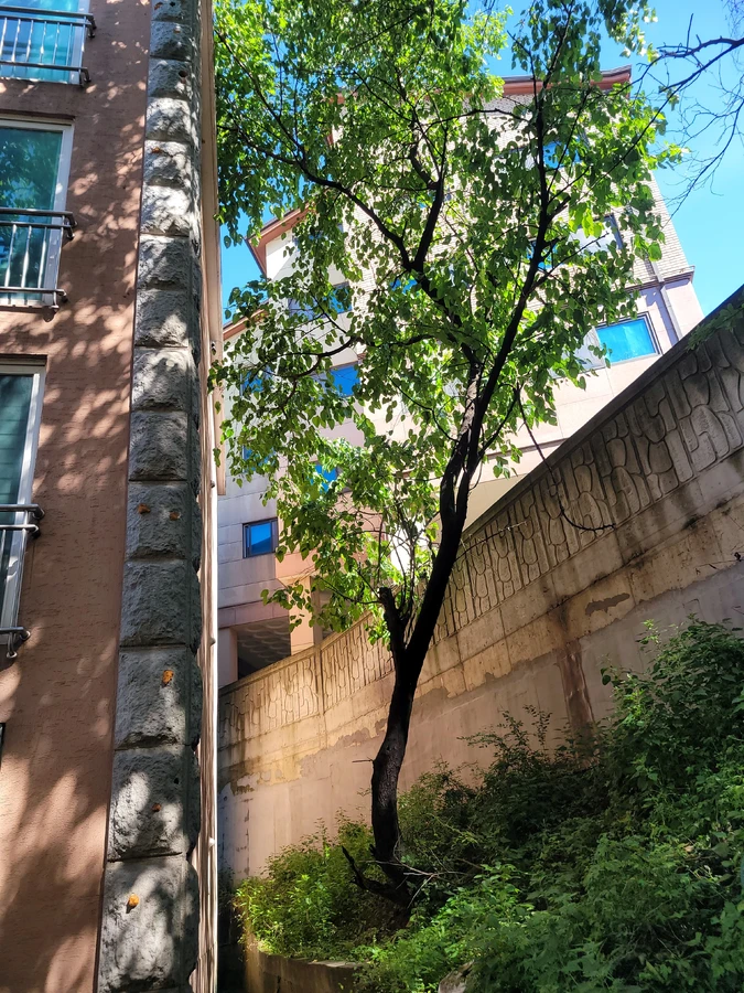 벌목