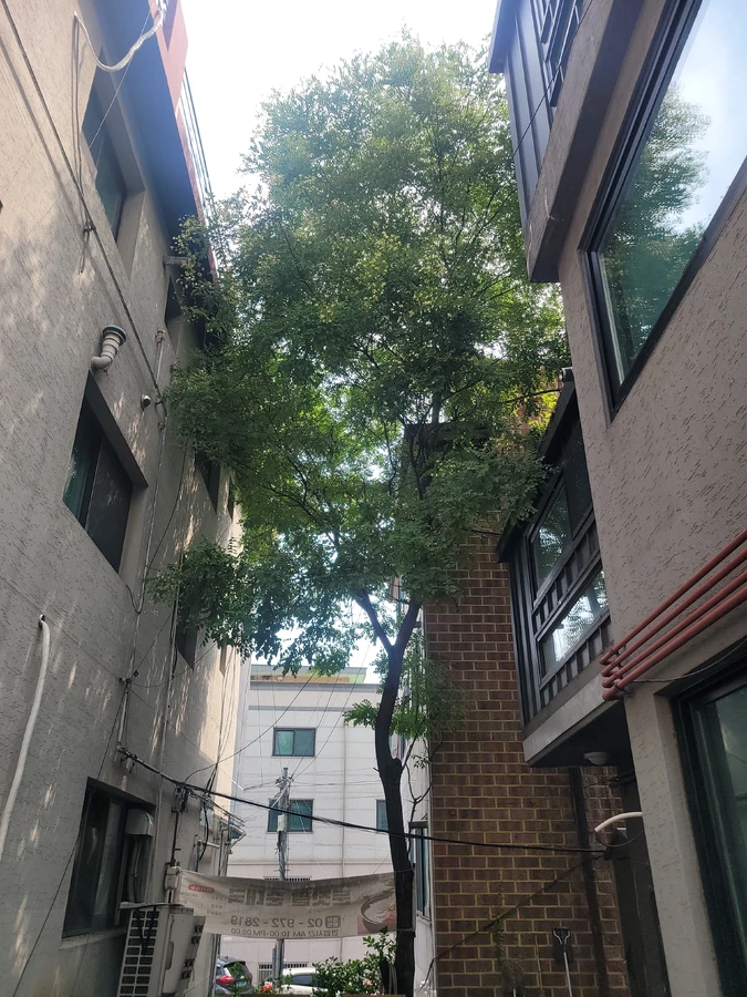 벌목