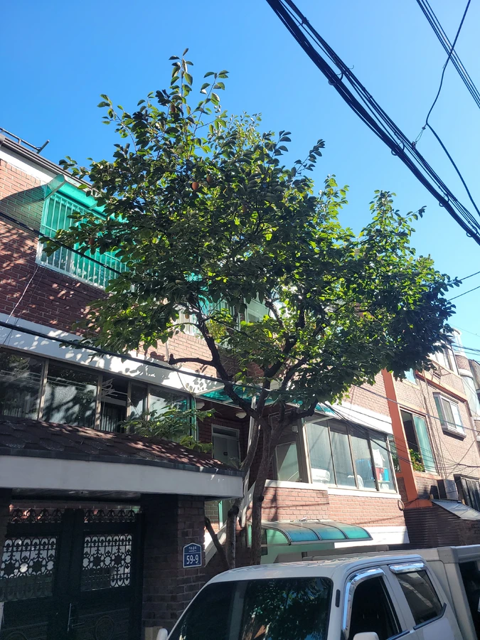 벌목