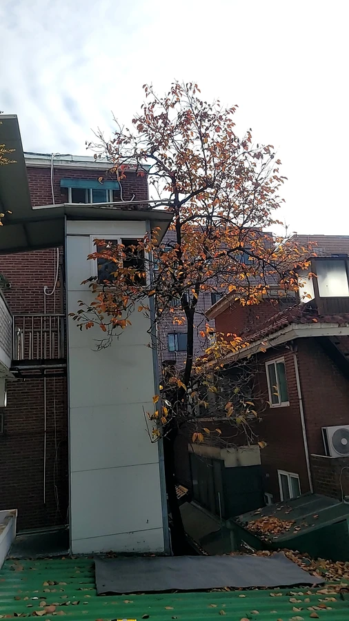 벌목