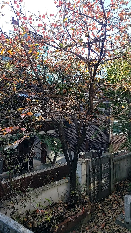 벌목