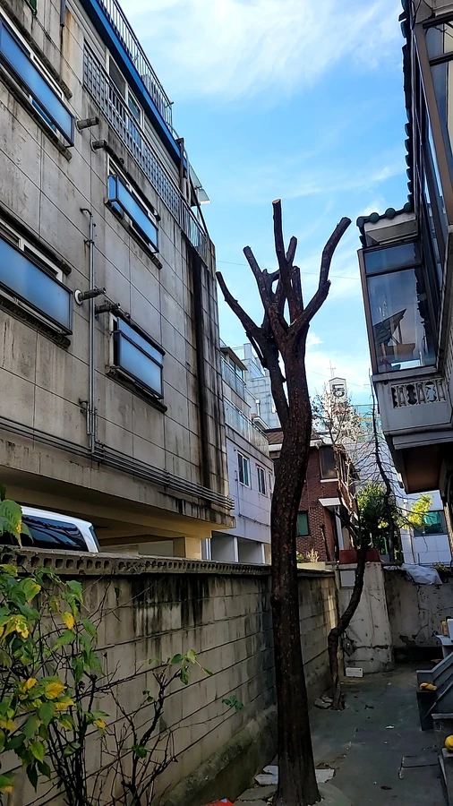 벌목