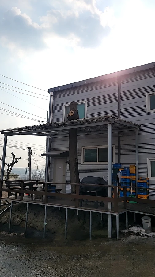 벌목
