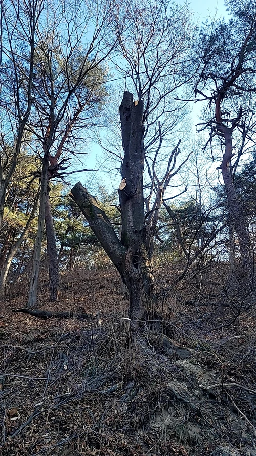 벌목