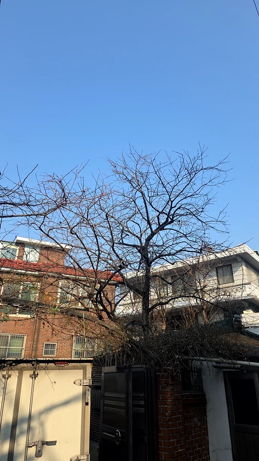 벌목