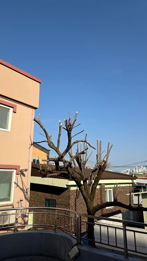 벌목