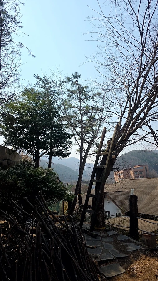 벌목