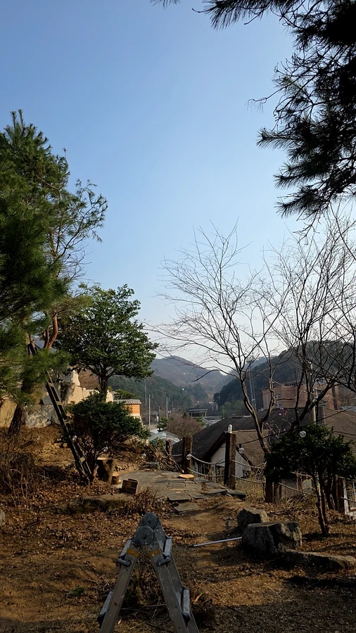 벌목